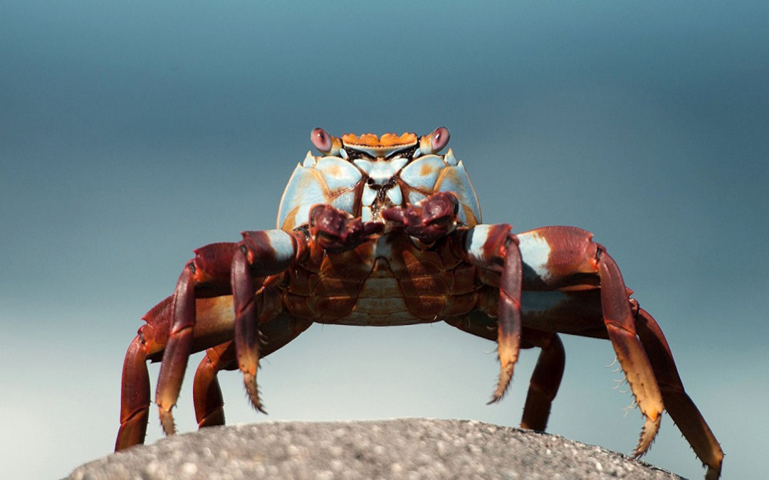 我愿在此守住小千世界，守住神秘