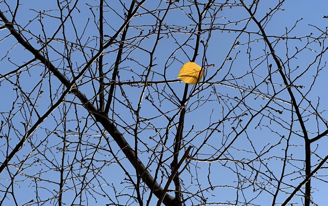 我的孤独不再旷野上，而在人群中
